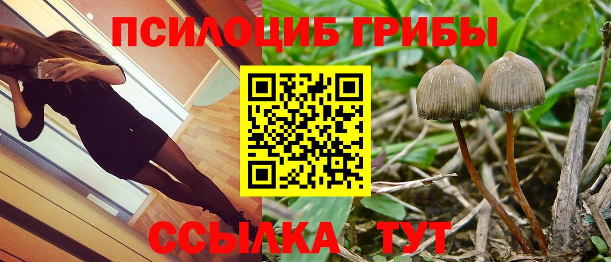 Псилоцибиновые грибы Psilocybine cubensis Волоколамск